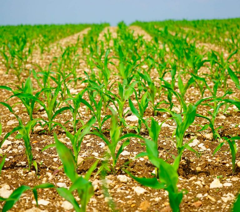 cornfield-1365883